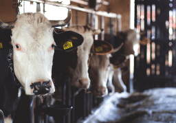 Cow shed 
